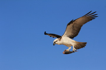 Osprey flying carrying fish