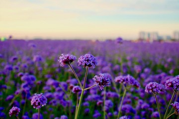 Fototapeta na wymiar Field of daisies, blue sky.
