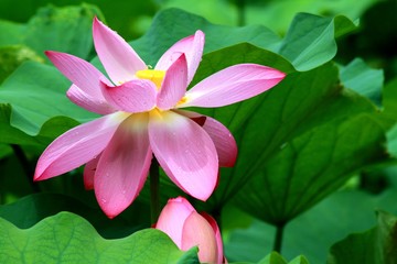 Fototapeta premium Desert rose flower from tropical climate.