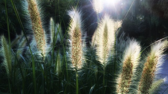 Fototapeta Fairytale. Forest landscape nature and tree.