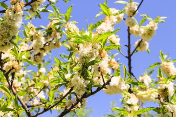 Floral spring background branch of apple tree.