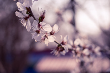 Obraz premium Cherry blossom in full bloom.