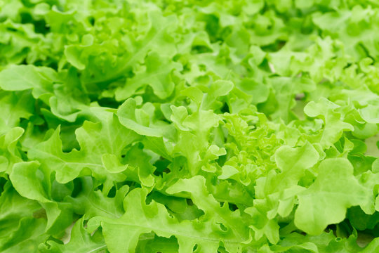 Closeup fresh green lettuce or salad vegetable in field, selective focus