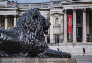 The famous lions at Trafalgar Square London