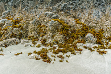 Seaweed on a sand and rocks at rural beach. © olegmayorov