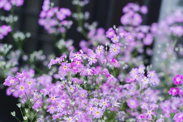 Obraz premium Pretty manicured flower garden with lots of colorful blooms.