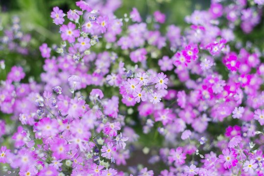 Purple flower. Garden plant and blossom.