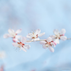 Pink cherry blossom. Spring and flower.