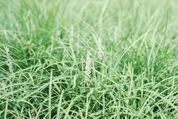 A green grass. Plant and nature.