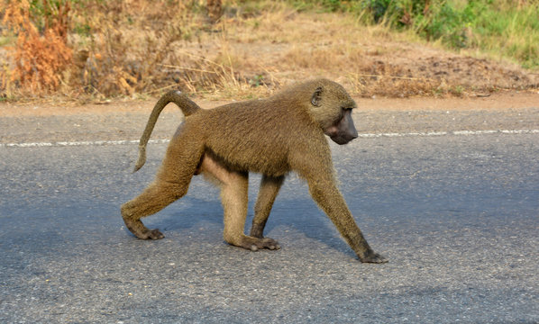 Monkey walks along a road. Close up. African wildlife. Amazing image of a wild animal in natural environment. Awesome portrait of olive baboon.