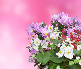 Begonia and chrysanthemum