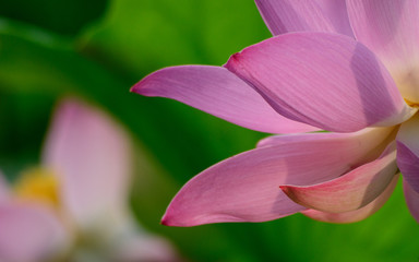 Fototapeta premium Lotus flower. Blossom bloom and pink.