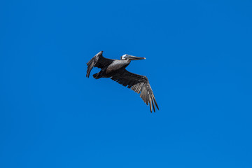 Fototapeta na wymiar Pelican in flight against bright blue sky