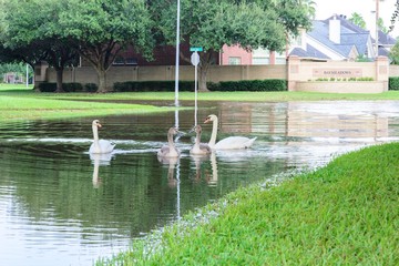 Post hurricane Harvey flooding in Houston near Tanner Rd and N Eldridge Pkwy