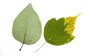 dried leaves on white background