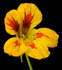 Beautiful flowers on black background