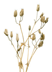 dry twigs with flower seeds