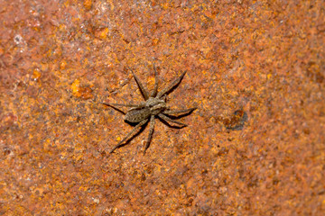 Spider on the background of rusty metal