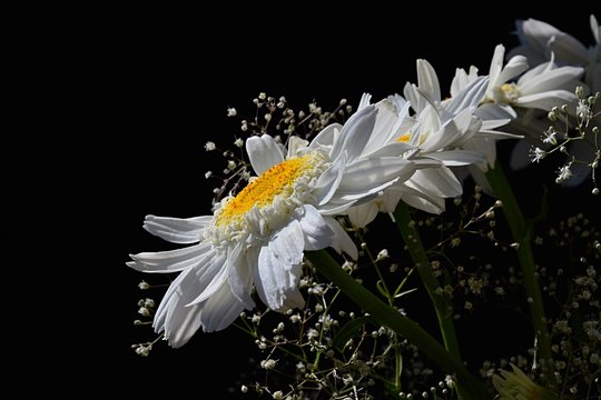 Fototapeta Detail of bouquet from white flowers of ox-eye daisies Leucanthemum Vulgare and small auxiliary flowers on black background