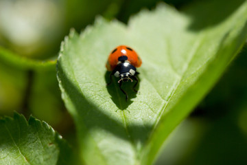 Beetle in the green foliage