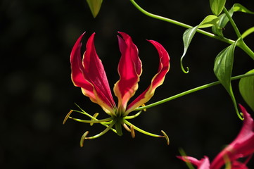 Ruhmeskrone (Gloriosa rothschildiana) © Reinhold