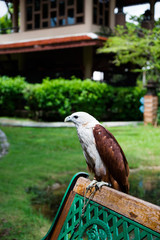Red tailed hawk falcon on bench