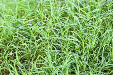 Dew on green grass