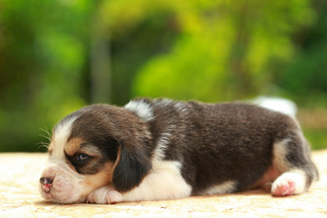 2 weeks pure breed beagle Puppy is sleeping and looking on natural green background