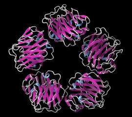 C-reactive protein molecule, illustration