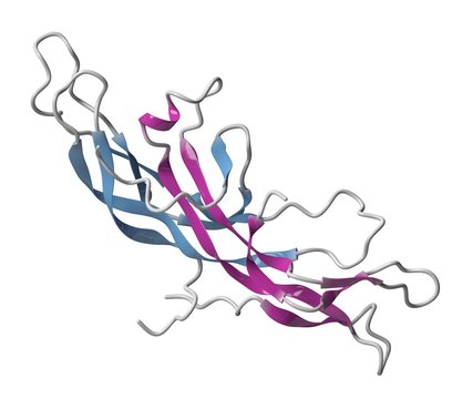 Chorionic gonadotropin molecule, illustration