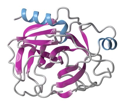 Trypsin digestive enzyme molecule, illustration