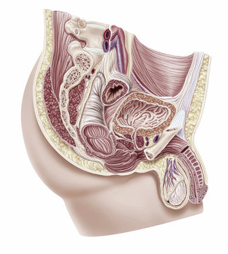 Male reproductive system, illustration