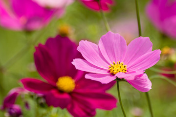 Fototapeta premium コスモス