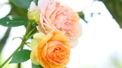 Sommer Rosen Romantik