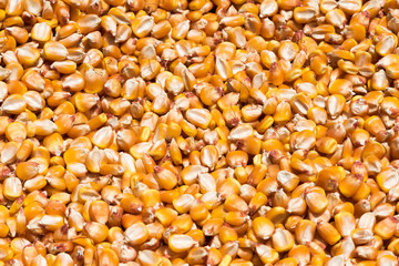 Corn drying in the sun in China