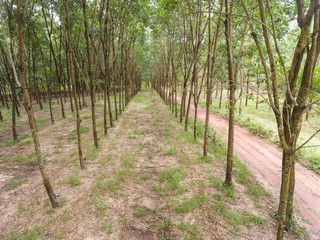 rubber plantations in Thailand