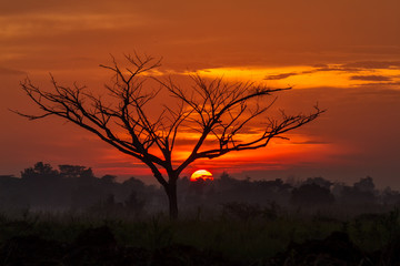 Fototapeta na wymiar Silhouette of big tree and Big sunset