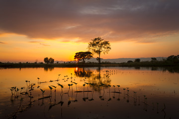 tree silhouette sunset background