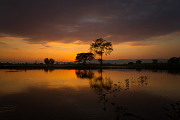 tree silhouette sunset background