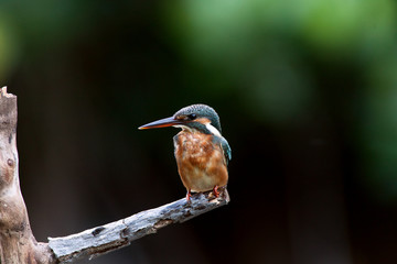 common kingfisher.  (alcedo at this.) A common winter visitor bird of Thailand which could be find during migration season between September to February each year.  