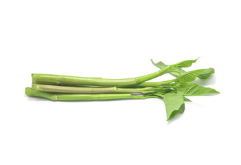 Chinese morning glory isolated on white background.