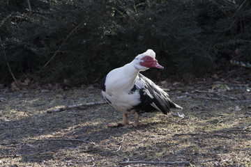 Muscovy ducks  Cairina moschata