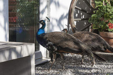 peacock