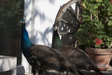 peacock