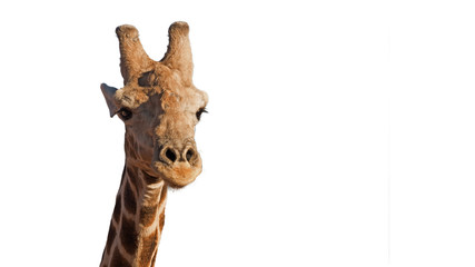 Nahaufnahme einer afrikanischen Giraffe, fotographiert im Etosha Nationalpark in Namibia, freigestellt