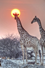 Obraz premium Etosha National Park Namibia, Africa giraffe at sunset.