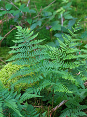 Wald-Frauenfarn, Athyrium filix-femina