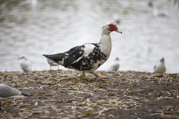 Muscovy ducks  Cairina moschata