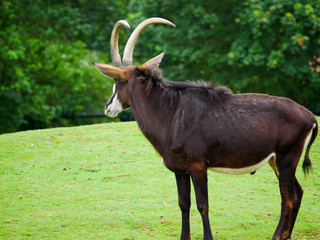 Mammifère