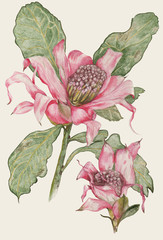 Waratah pink, open flowers, branch and leaves. Pencil drawing.